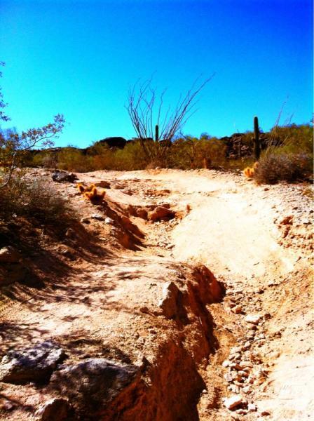 A dry, sandy path winds through a desert landscape under a bright blue sky. Sparse vegetation, including cacti and low shrubs, lines the edges of the path. The ground shows signs of erosion, with uneven terrain and rocky surfaces visible along the trail. South Mountain Park / National Trail mountain bike trail.