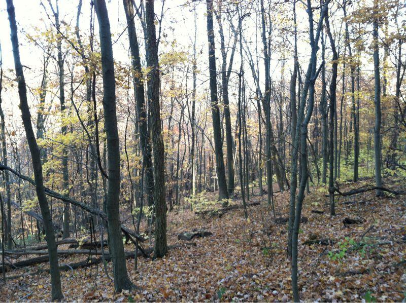 A forest scene featuring tall, bare trees with yellow and orange leaves scattered on the ground. The light is soft, creating an inviting atmosphere among the trees, which display a mix of bare branches and subtle greenery. Great Seal State Park mountain bike trail.