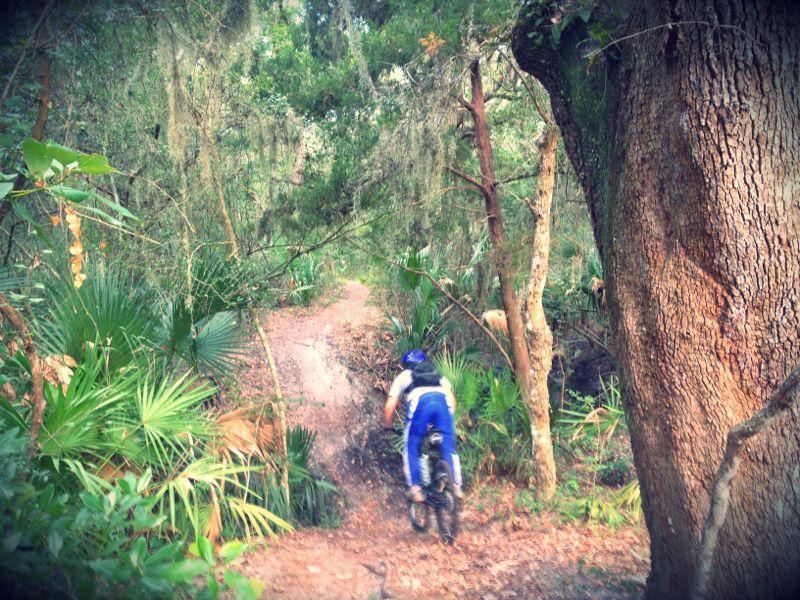 A mountain biker rides down a dirt trail surrounded by dense greenery and trees, showcasing a lush, natural setting. Ft. Clinch State Park mountain bike trail.