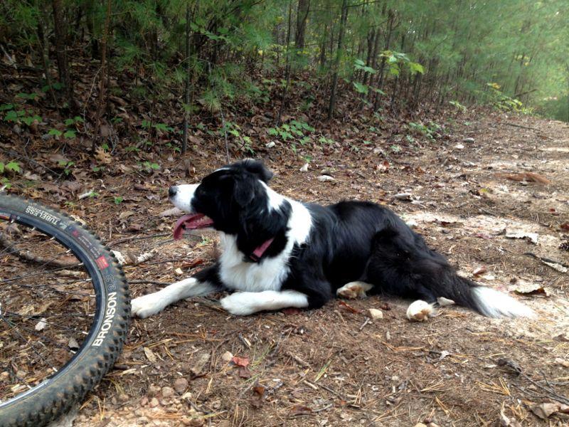 A black and white dog lying on a dirt trail surrounded by trees, with a bicycle tire partially visible in the foreground. The dog looks relaxed and has its tongue out, enjoying the outdoor setting. Bull / Jake Mountain mountain bike trail.