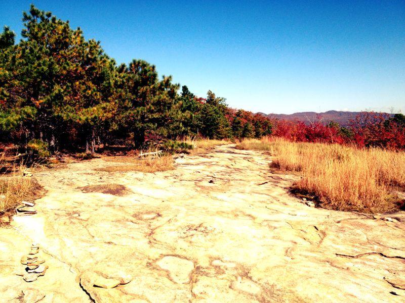A rocky path leads through a landscape dotted with evergreen trees and patches of tall grass, under a clear blue sky. Autumn colors peek through in the background, with hints of red foliage among the trees and rolling hills. DuPont State Forest mountain bike trail.
