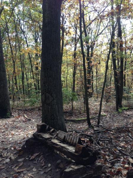 A serene forest scene featuring tall trees with autumn foliage. In the foreground, there is a rustic log bench made of rough-hewn wood, positioned near the base of a large tree. The forest floor is covered with fallen leaves, creating a natural, peaceful ambience. Soft light filters through the tree canopy. Hartshorne Woods Park mountain bike trail.