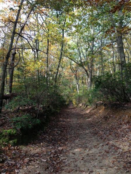 A narrow dirt path winding through a forest with tall trees and autumn foliage, surrounded by green shrubs and fallen leaves on the ground. Hartshorne Woods Park mountain bike trail.