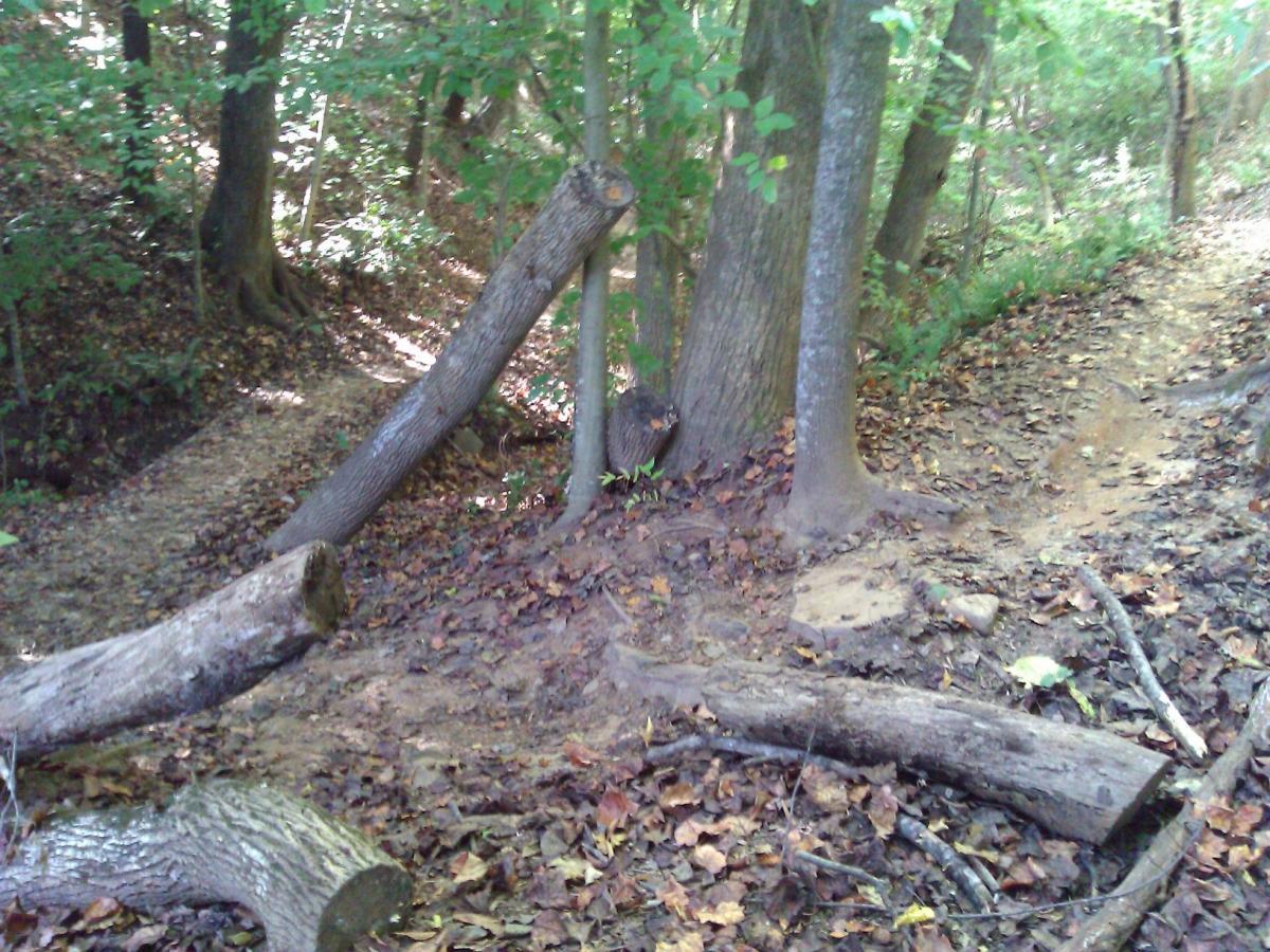 A wooded area with trees, fallen logs, and a narrow dirt path. Leaves cover the ground, and sunlight filters through the foliage, creating a serene natural setting. USNWC mountain bike trail.