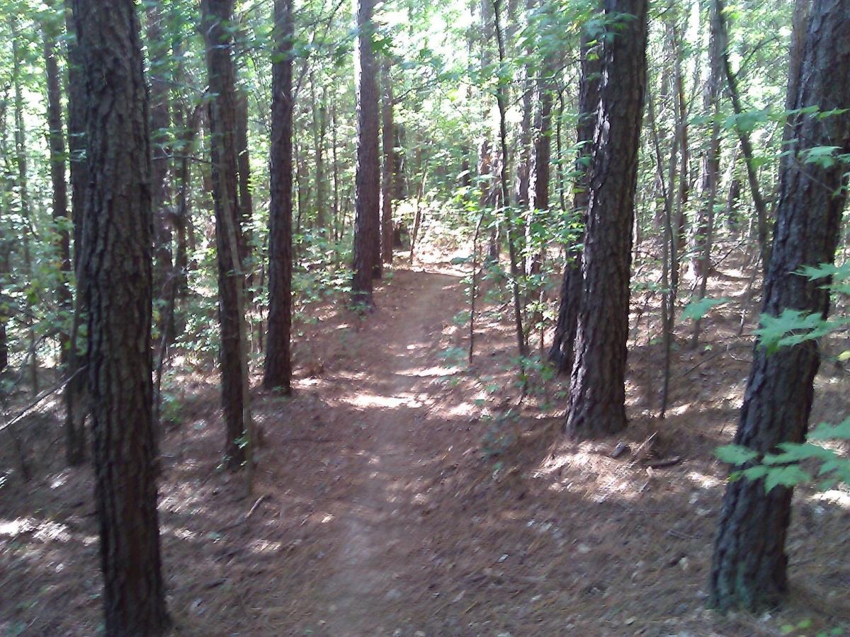 A narrow dirt path winding through a dense forest of tall trees, with sunlight filtering through the leaves. The ground is covered with pine needles, and lush green foliage surrounds the trail. USNWC mountain bike trail.