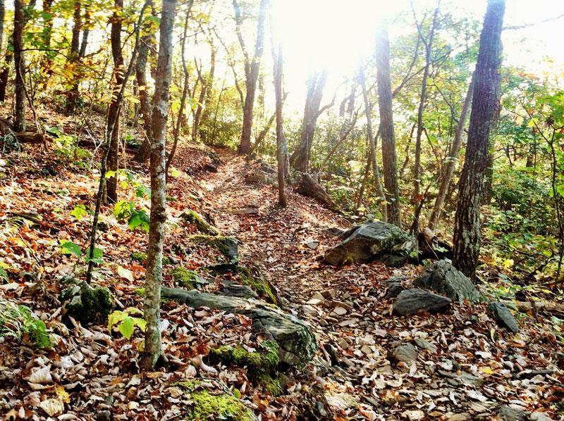 A sunlit forest trail winding through trees with autumn foliage and scattered rocks, surrounded by fallen leaves on the ground. Rocky Knob Park mountain bike trail.