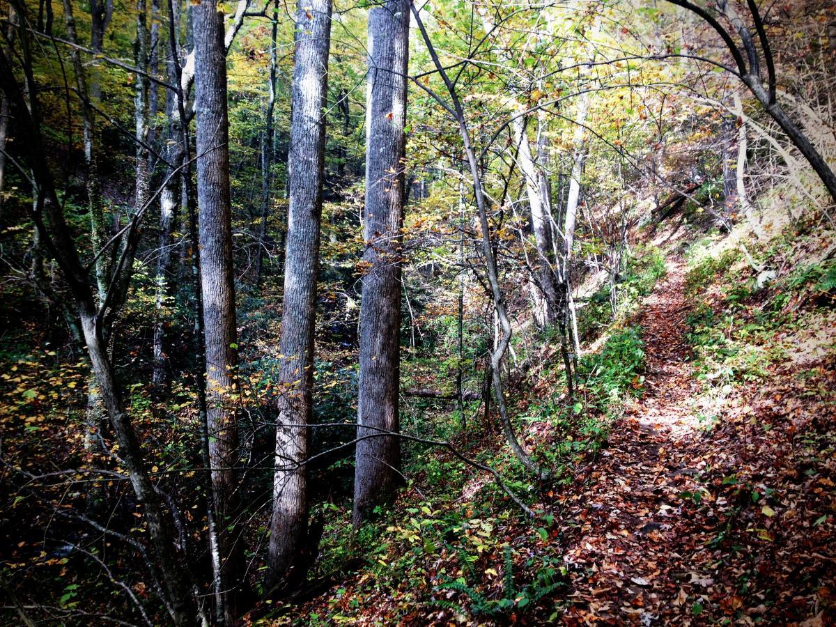 A serene forest scene showing tall trees with textured bark, surrounded by vibrant autumn foliage in shades of yellow and orange. A narrow, winding path covered in fallen leaves leads through the lush greenery, inviting exploration into the tranquil woodland. Soft sunlight filters through the branches, creating dappled light effects on the ground. Pilot Cove-Slate Rocks / 102 mountain bike trail.