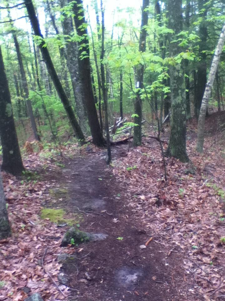 A narrow dirt path winding through a dense forest filled with green trees and fallen leaves, surrounded by lush vegetation. Musquash Conservation Area mountain bike trail.