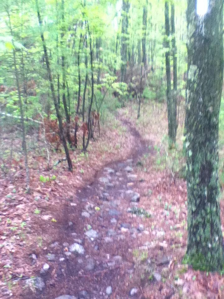 A winding dirt trail surrounded by lush green trees and foliage, with rocks scattered along the path, leading into a dense forest. Musquash Conservation Area mountain bike trail.