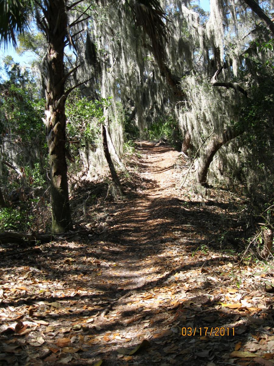 A narrow path winding through a lush forest, lined with tall trees draped in Spanish moss. Sunlight filters through the foliage, casting dappled shadows on the ground covered with fallen leaves. The scene suggests a tranquil and natural setting ideal for walking or exploring. Ft. Clinch State Park mountain bike trail.