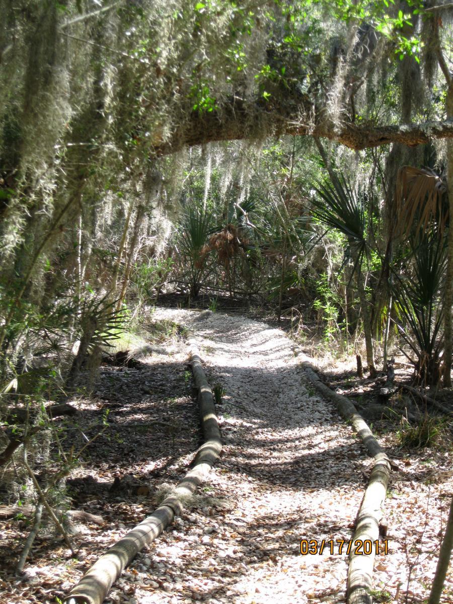 A winding path through a dense, sunny forest, lined with palm plants and draped with Spanish moss overhead. The trail comprises a mix of gravel and wooden logs, leading deeper into a lush, green environment. Ft. Clinch State Park mountain bike trail.