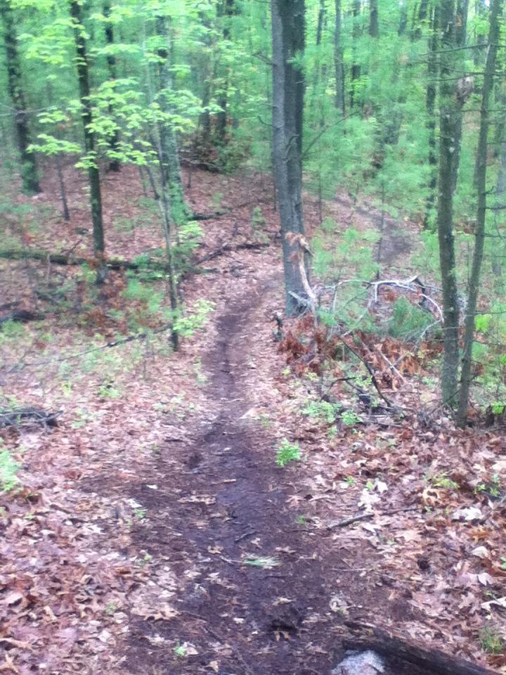 A winding dirt path through a lush green forest, surrounded by trees and scattered leaves on the ground. Musquash Conservation Area mountain bike trail.