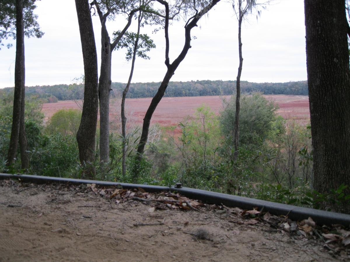 A scenic view of a landscape framed by tall trees, showing a reddish field in the distance under a cloudy sky. The foreground features a dirt trail with fallen leaves, leading to lush green vegetation on one side and a vast open area on the other. Cadillac mountain bike trail.