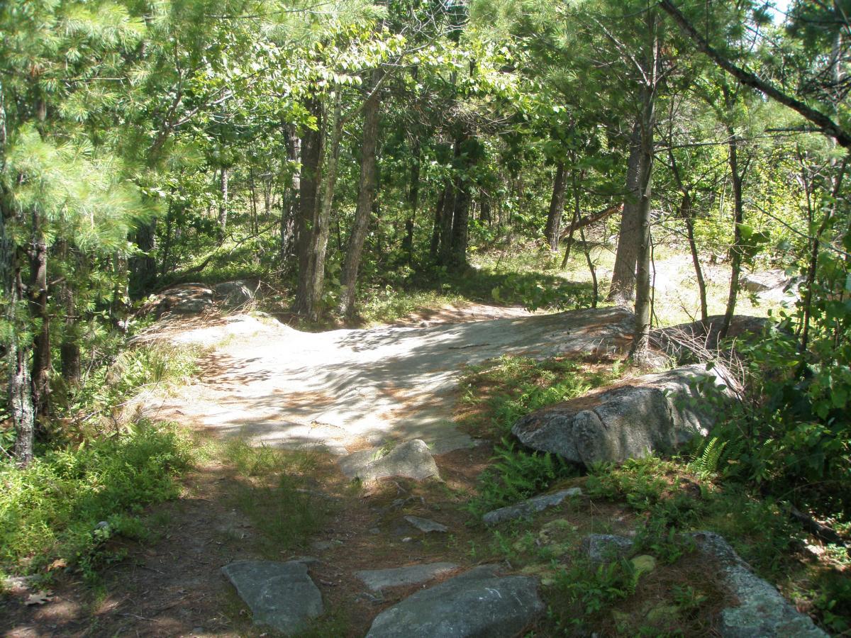 An inviting forest trail surrounded by lush greenery and tall trees, with sunlight filtering through the leaves. The path is rocky and slightly winding, leading into the tranquil woods. Ferns and shrubs line the edges, creating a serene natural atmosphere. Bear Brook mountain bike trail.