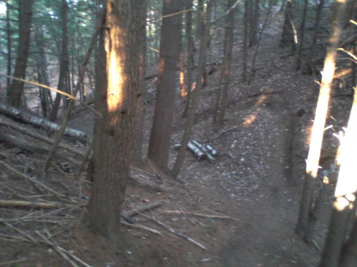 A dense forest scene featuring tall trees with sunlight filtering through their branches. The ground is covered in fallen leaves and twigs, with a narrow, winding dirt path visible leading through the woodland. Some logs are stacked along the side of the trail. Franklin Falls mountain bike trail.