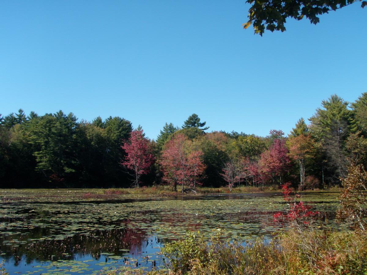 A serene landscape featuring a calm lake surrounded by vibrant autumn foliage, including trees with red and orange leaves, under a clear blue sky. Water lilies dot the surface of the lake, reflecting the colorful trees and the peaceful surroundings. Depot Road Singletracks/FOMBA mountain bike trail.