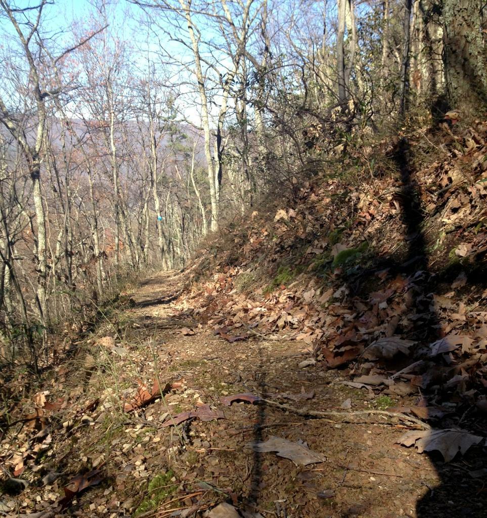 A narrow dirt trail winding through a forest with bare trees and a carpet of fallen leaves, under a clear blue sky. Dragon's Back mountain bike trail.