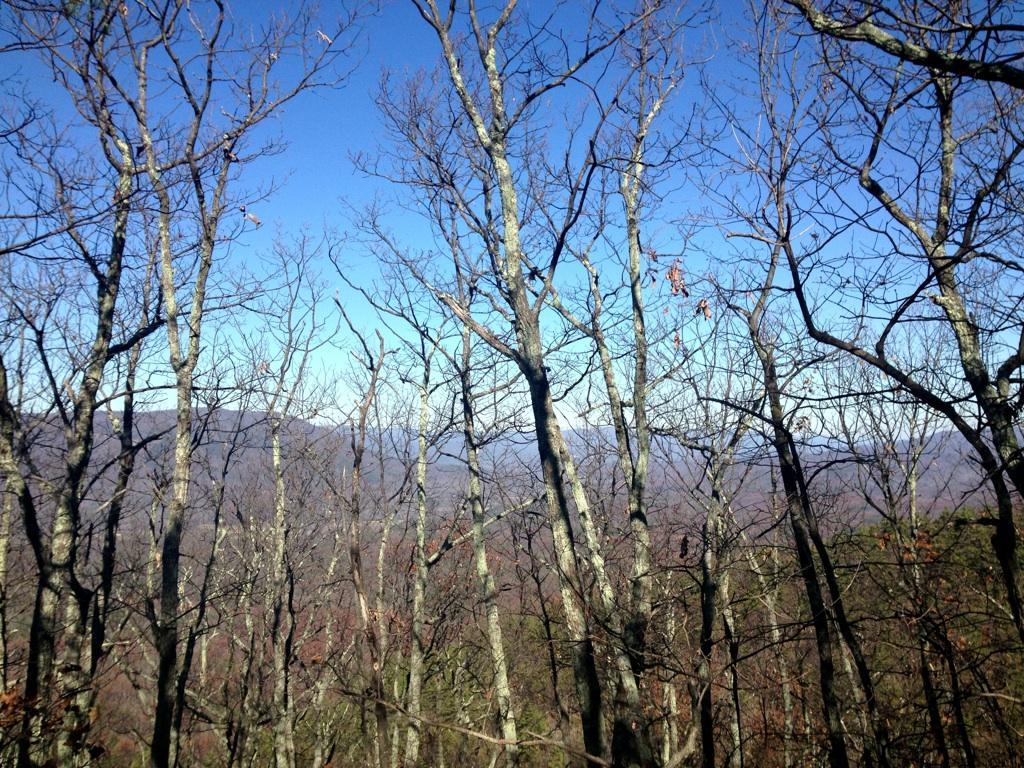 A view of bare trees against a clear blue sky, with distant mountains visible in the background. The branches are mostly devoid of leaves, suggesting a late autumn or winter setting. Dragon's Back mountain bike trail.