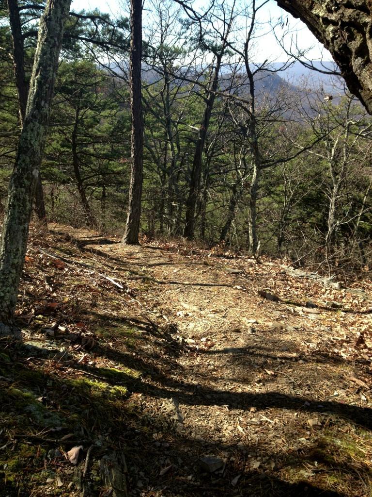 A winding dirt path through a wooded area, surrounded by trees and underbrush, under a clear blue sky. The scene captures the tranquility of nature with a mix of green foliage and brown leaves on the ground. Dragon's Back mountain bike trail.