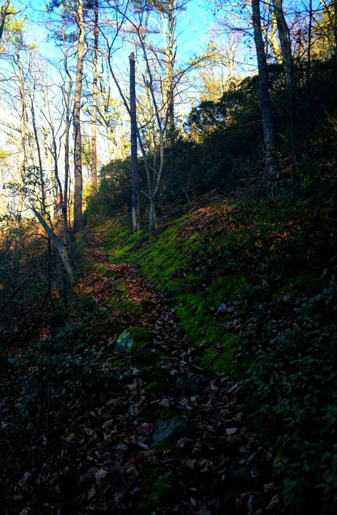 A winding dirt path leads through a wooded area, surrounded by bare trees and lush green moss. The ground is covered with fallen leaves, and the scene is illuminated by bright blue skies above. Dragon's Back mountain bike trail.