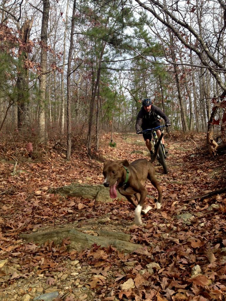 A mountain biker rides on a rocky trail surrounded by bare trees and fallen leaves, with a playful brown dog running alongside. The scene captures a lively moment in nature, showcasing the bond between the cyclist and the dog during their outdoor adventure. Liberty Mountain mountain bike trail.