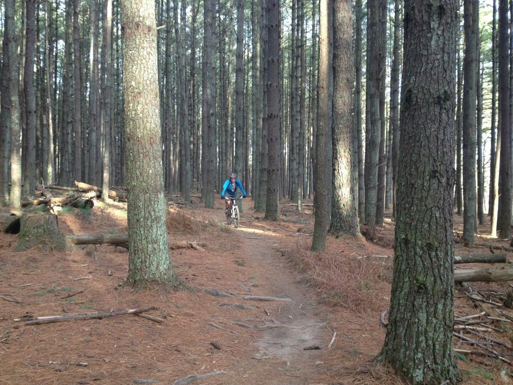 A mountain biker riding along a dirt trail in a dense pine forest, surrounded by tall trees and scattered pine needles on the ground. Carvin's Cove Trail system mountain bike trail.