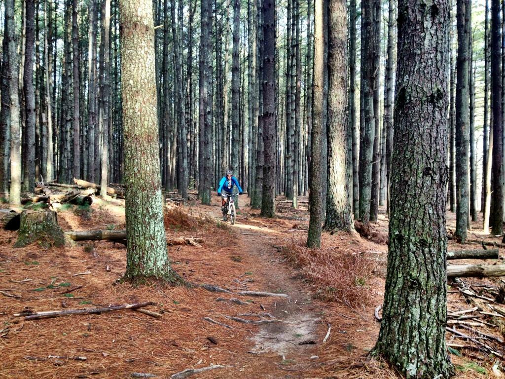 A mountain biker riding along a narrow dirt path through a dense pine forest, surrounded by tall trees and fallen logs, with a mix of sunlight filtering through the foliage. Carvin's Cove Trail system mountain bike trail.