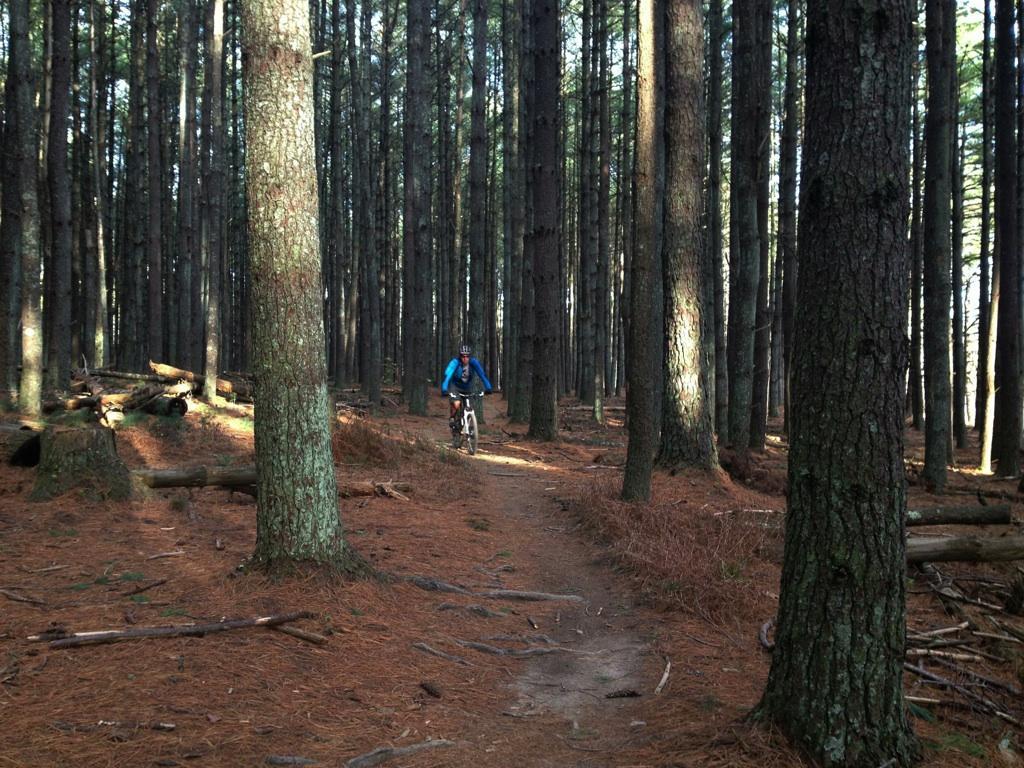 A mountain biker riding on a dirt path through a dense pine forest, surrounded by tall trees and patches of sunlight filtering through the branches. The ground is covered with pine needles and scattered logs. Carvin's Cove Trail system mountain bike trail.