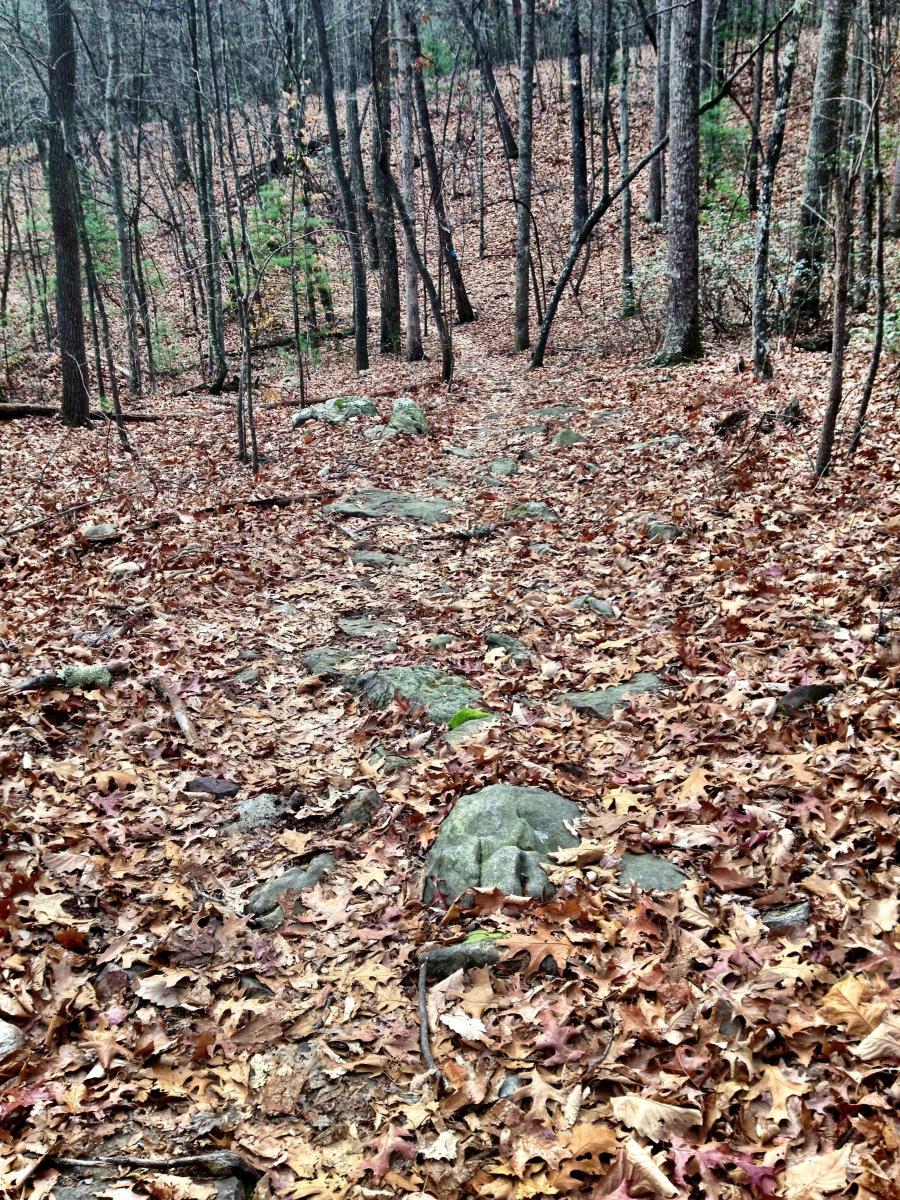 A winding trail through a wooded area covered with fallen leaves and rocks, surrounded by bare trees and sparse greenery. The scene conveys a tranquil forest atmosphere, typical of autumn or early winter. Pandapas Pond / Poverty Creek mountain bike trail.