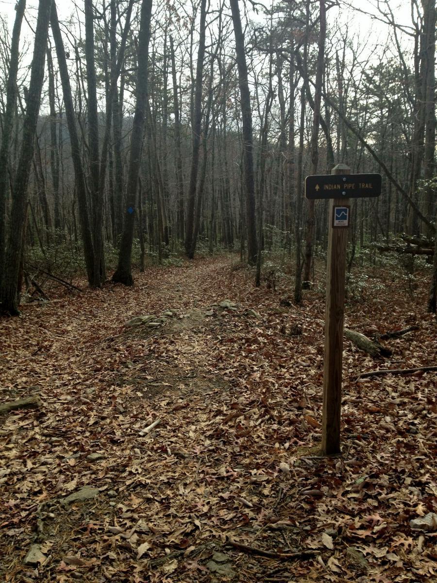 A dirt trail winding through a forest of bare trees, covered in brown and orange fallen leaves. A wooden signpost marked 'Indian Pipe Trail' is visible on the right, indicating the direction of the trail. The background features a glimpse of rocky terrain and hints of the landscape through the trees. Indian Pipe mountain bike trail.