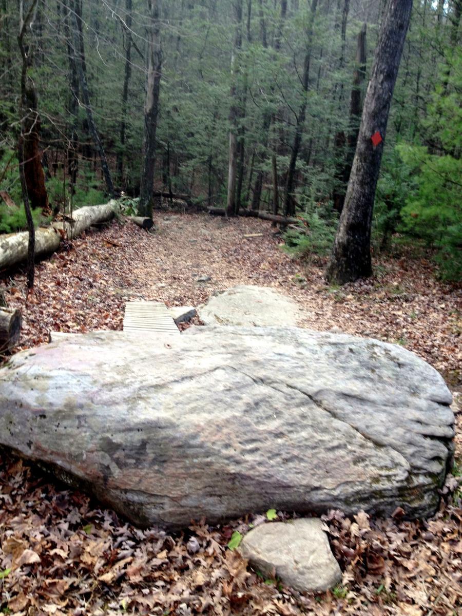 A large rock sits prominently on a leaf-covered forest trail, surrounded by dense trees. A wooden footbridge leads over the rock, and fallen branches and additional logs are scattered along the path, enhancing the natural wilderness atmosphere. Poverty Creek mountain bike trail.