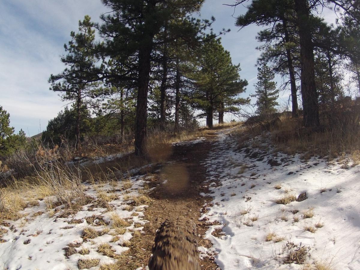 A dirt trail winding through a wooded area, featuring grass and patches of snow along the path. Tall pine trees surround the trail under a clear sky. Pinewood Reservoir mountain bike trail.