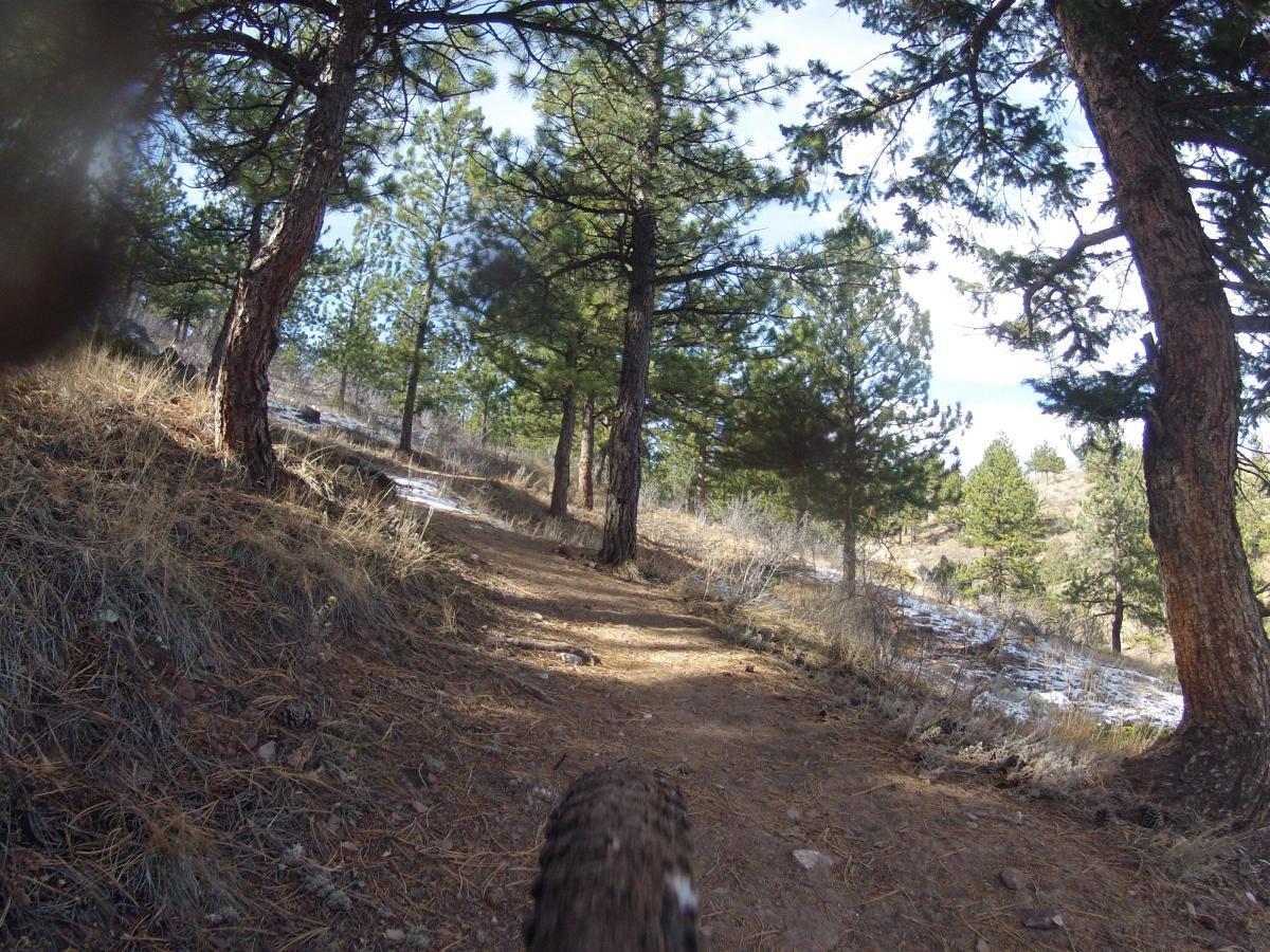 A dirt trail winding through a forest of pine trees, with scattered patches of snow and dry grass on the ground. The sunlight filters through the branches, creating a serene outdoor atmosphere. Pinewood Reservoir mountain bike trail.