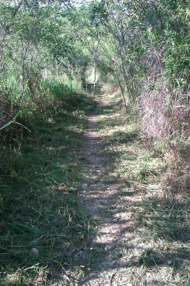 A narrow dirt path surrounded by lush greenery, flanked by tall grasses and bushes, leading into a forested area with dappled sunlight filtering through the overhead branches. Comere MTB (Ponderosa) mountain bike trail.