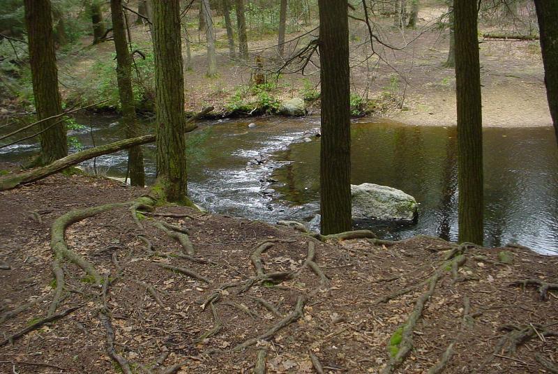 A tranquil forest scene featuring a flowing stream surrounded by trees. The foreground shows exposed tree roots on the ground, while the background reveals a sandy area beside the water. Smooth rocks are partially submerged in the stream, and foliage adds a touch of greenery to the serene landscape. Devil
