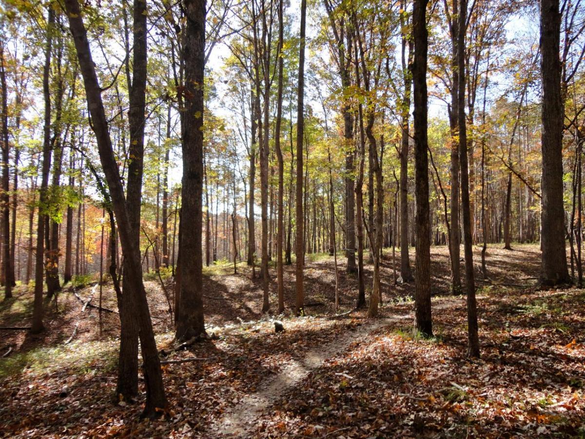 A serene forest scene featuring tall trees with autumn foliage, sun filtering through branches, and a winding path covered in fallen leaves. The landscape showcases a mix of earthy tones, highlighting the transition of the seasons. Uwharrie NF: Wood Run, Supertree And Keyauwee mountain bike trail.