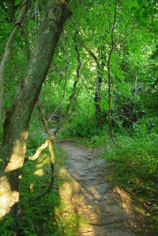 A narrow, winding dirt path leads through a lush, green forest, with sunlight filtering through the thick foliage above. A tree with a textured trunk stands prominently on the left, while twisting vines hang down, adding to the natural beauty of the scene. Sparse underbrush and scattered rocks line the path, inviting exploration. Bluff Point State Park mountain bike trail.