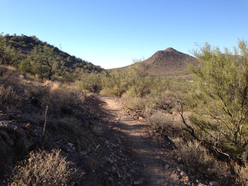 A winding dirt trail surrounded by arid vegetation, leading through a desert landscape with rolling hills and a clear blue sky in the background. Arizona Trail: Cienega Corridor mountain bike trail.