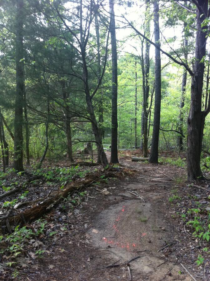 A dirt path winding through a dense forest, lined with tall trees and lush greenery. Some leaves and fallen branches are visible along the trail, and markings in bright orange paint can be seen on the ground, indicating the direction of the path. Natural light filters through the tree canopy, creating a serene atmosphere. Butts Park mountain bike trail.