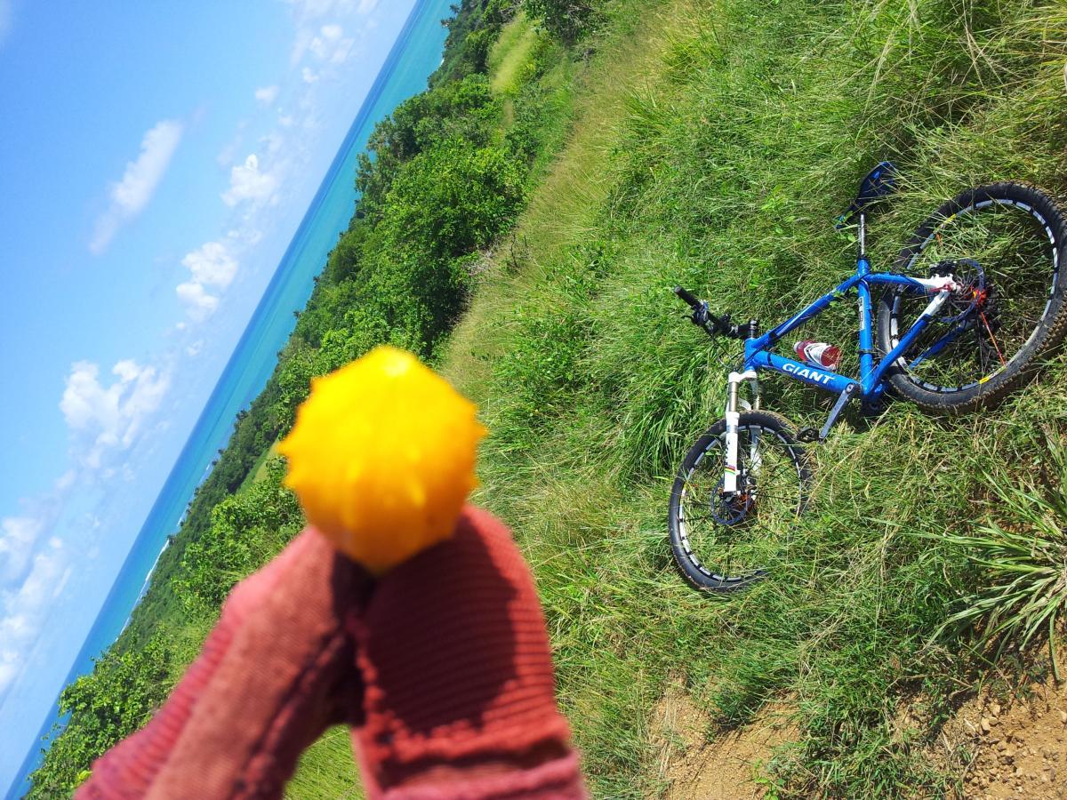 A close-up of a person holding a bright yellow mango in front of a scenic view of the ocean, with a blue mountain bike resting on the grassy hillside. The landscape features lush green foliage and a clear blue sky with a few clouds. Corredor Ecologico mountain bike trail.