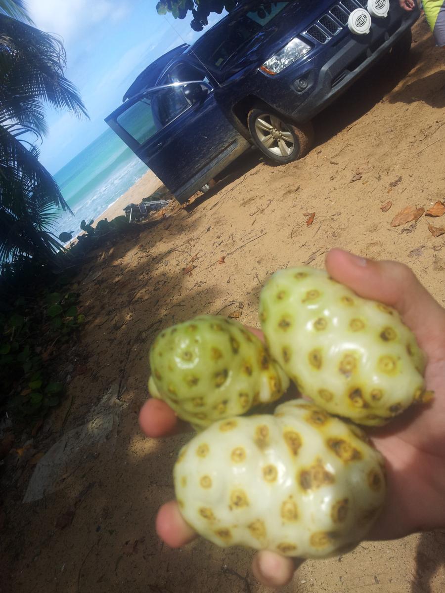 A hand holding three ripe noni fruits, with a beach and a blue vehicle in the background. The scene features sandy ground and palm trees, suggesting a tropical setting. Corredor Ecologico mountain bike trail.