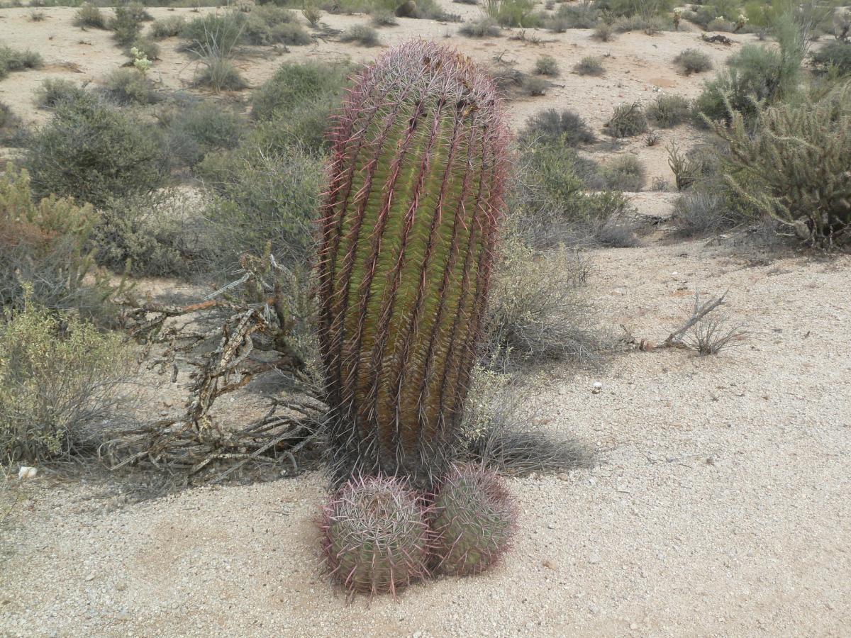 Alt tag: "A tall cactus with distinct vertical ribs and vibrant colors, surrounded by desert vegetation and smaller spherical cacti on the ground." McDowell Mountain Park mountain bike trail.