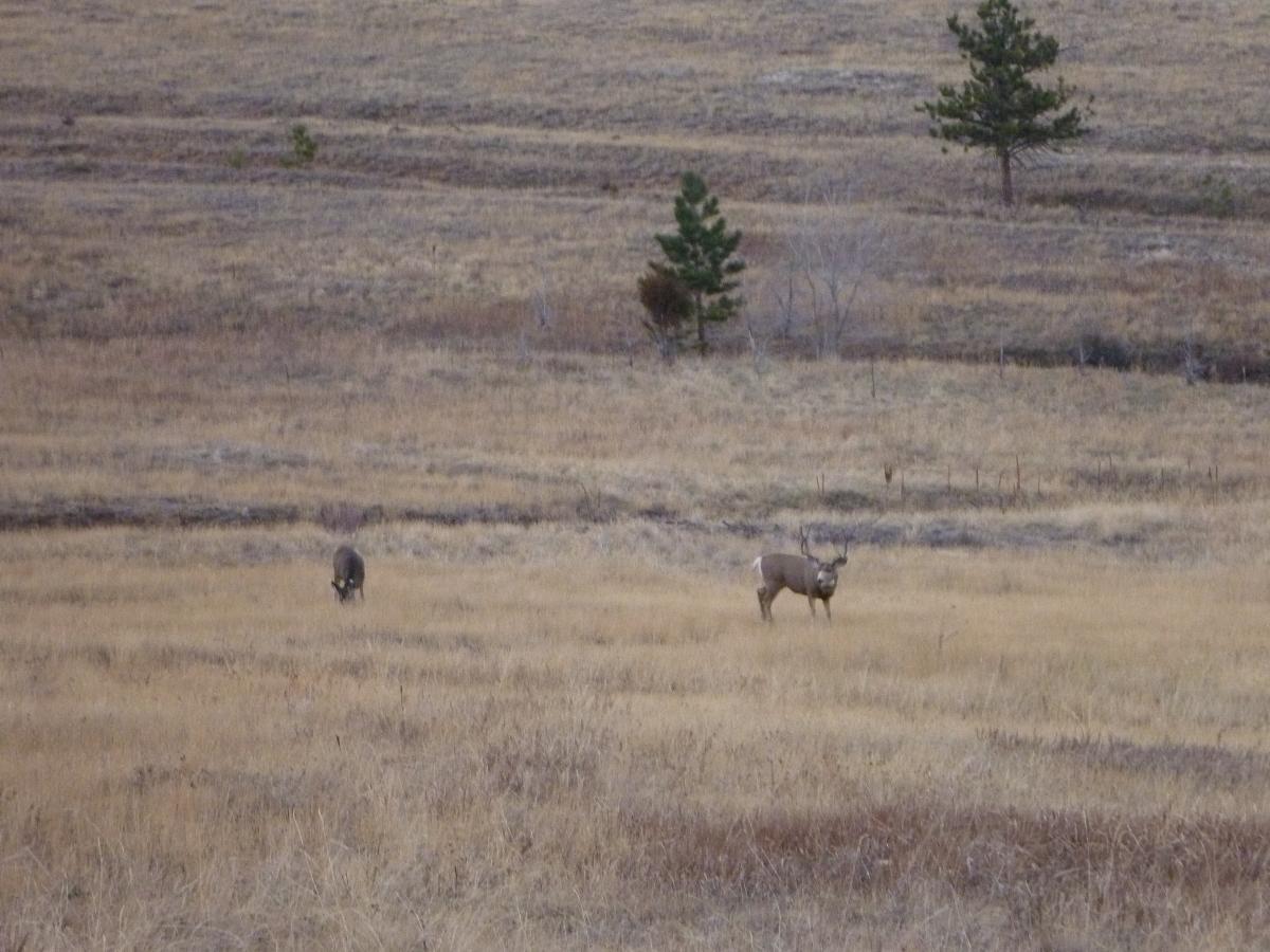Two deer grazing in a grassy field, with sparse trees in the background and a wide, open landscape. Mount Falcon Park mountain bike trail.