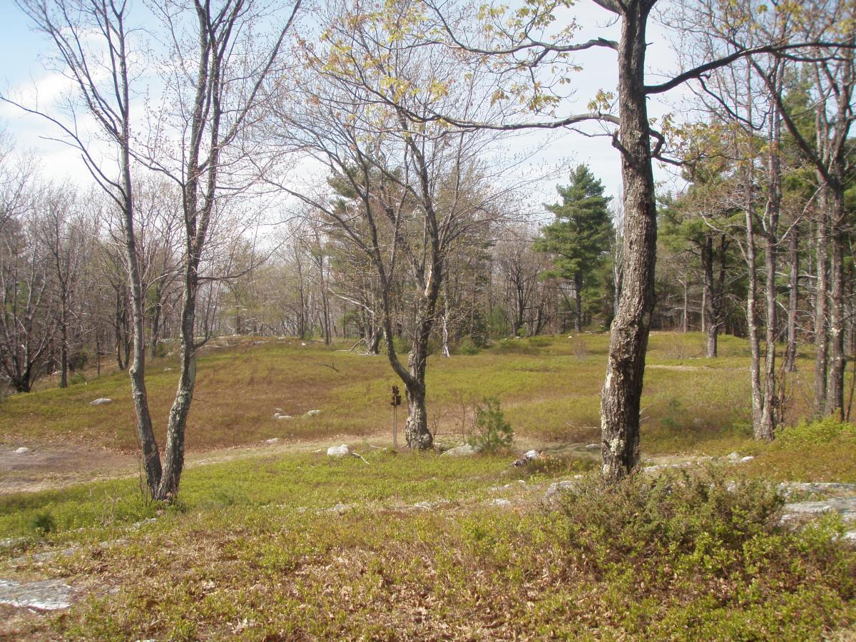 A serene landscape featuring a clearing surrounded by trees in early spring. The foreground includes patches of green grass and scattered rocks, while the background showcases a mix of bare trees and evergreen foliage under a bright sky. Bear Brook mountain bike trail.