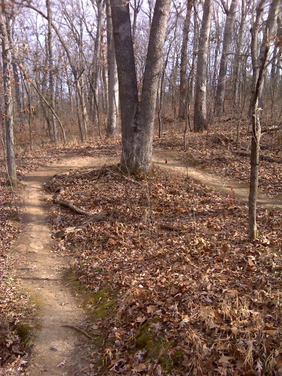 A winding dirt path surrounded by bare trees and fallen leaves in a wooded area, with the trail splitting in two directions around a large tree trunk. The scene captures the tranquility of a forest trail during late autumn or early winter. Binder Lake mountain bike trail.