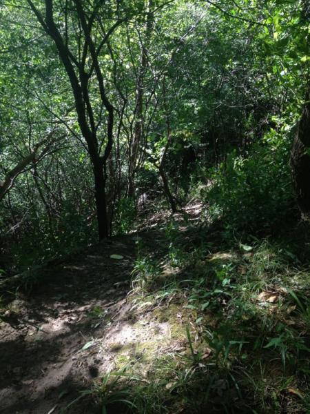 A shaded trail winding through a dense area of trees and greenery, with sunlight filtering through the leaves. The path is slightly overgrown with grass and small plants, suggesting a natural, wooded environment. Hardy Rd. Trail mountain bike trail.