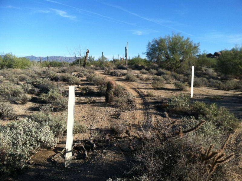 A sandy desert landscape featuring a rugged dirt path flanked by sparse vegetation and cacti. In the background, saguaro cacti and low shrubs are scattered across the terrain under a blue sky with wispy clouds. White markers are positioned along the path, indicating direction or boundary points. Pima Road and Dynamite Blvd mountain bike trail.