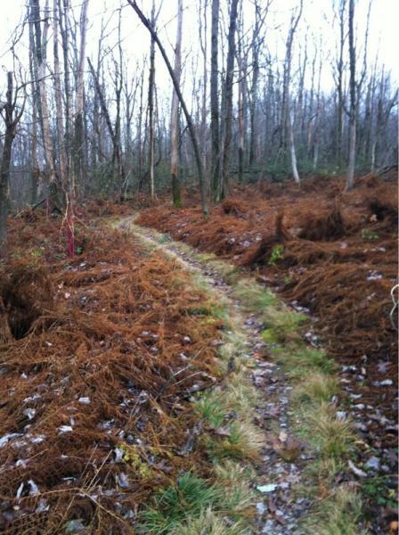 A narrow dirt path winding through a forest, bordered by brown ferns and grass, with tall, bare trees in the background under a gray sky. The scene conveys a tranquil, natural environment. Blackie To Benner Run Trail mountain bike trail.