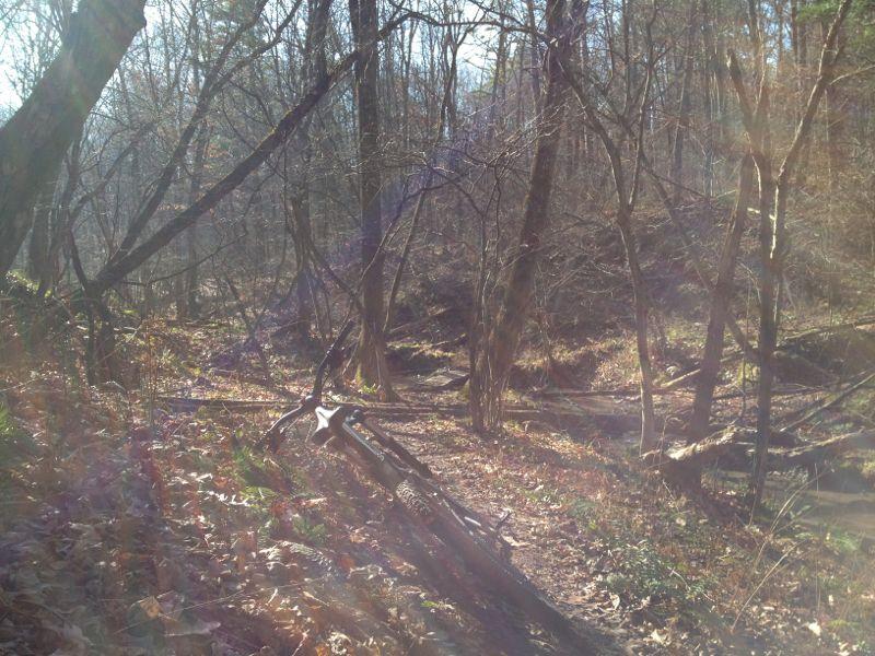 A peaceful woodland scene featuring a dirt path winding through a sun-dappled forest. The ground is covered in brown leaves and ferns, while bare trees stretch up towards the sky. Sunlight filters through the branches, creating a warm, gentle glow in the scene. Cemetery Loop mountain bike trail.