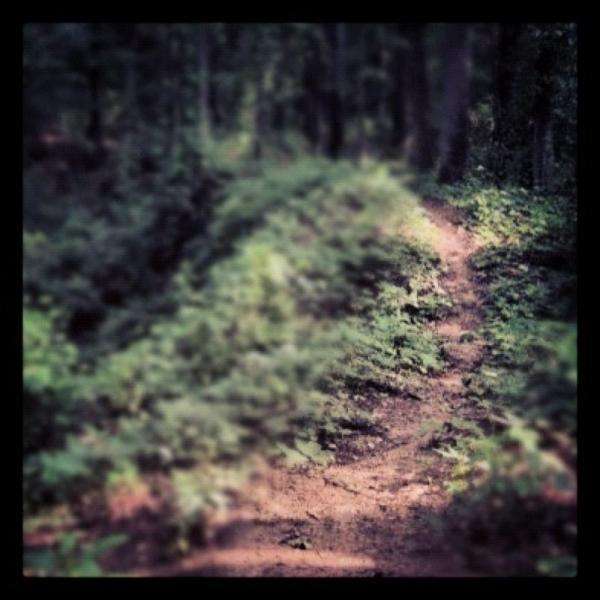 A winding dirt path through a lush forest, surrounded by green foliage and trees, creating a serene and tranquil outdoor scene. The image has a soft focus, giving it a dreamlike quality. Hardy Rd. Trail mountain bike trail.